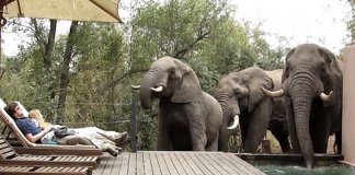 Três elefantes fazem paragem surpresa em hotel para se refrescarem em piscina