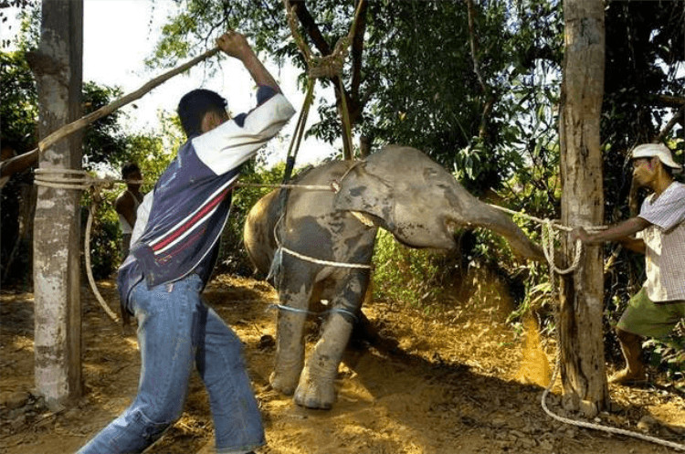 inspiringlife.pt - A triste hist&oacute;ria por tr&aacute;s das pol&eacute;micas fotos de Kim Kardashian montando um elefante