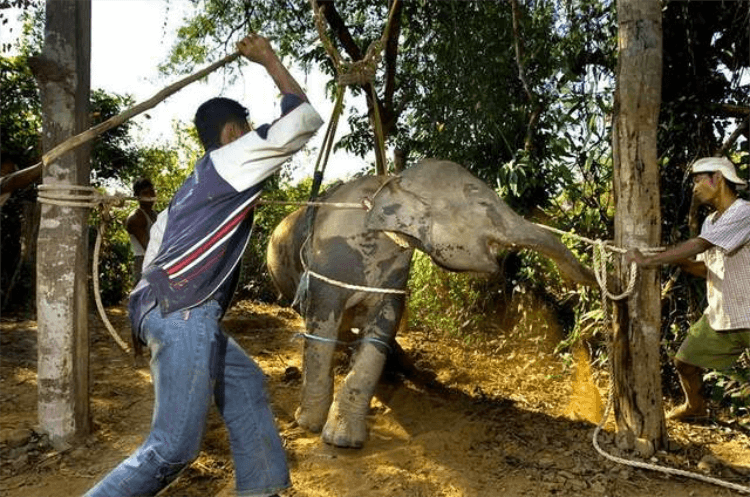 inspiringlife.pt - A triste história por trás das polémicas fotos de Kim Kardashian montando um elefante