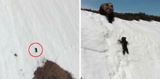 A verdade por trás do vídeo viral da escalada angustiada do urso para alcançar sua mãe