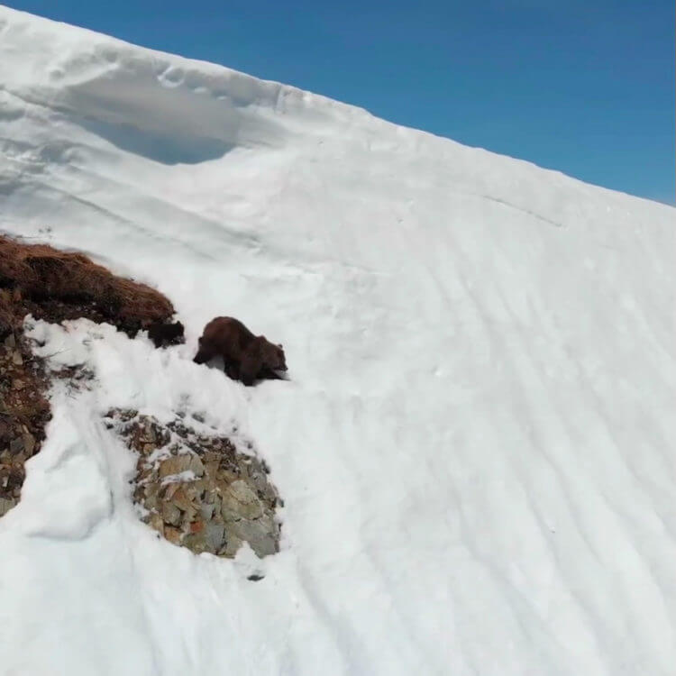 inspiringlife.pt - A verdade por trás do vídeo viral da escalada angustiada do urso para alcançar sua mãe