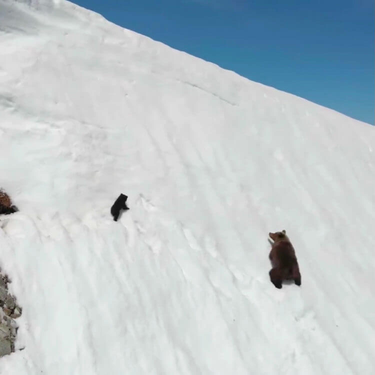 inspiringlife.pt - A verdade por trás do vídeo viral da escalada angustiada do urso para alcançar sua mãe