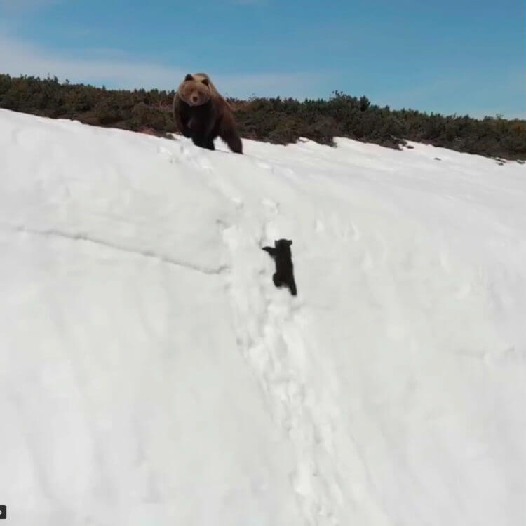 inspiringlife.pt - A verdade por trás do vídeo viral da escalada angustiada do urso para alcançar sua mãe