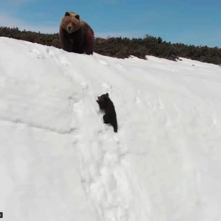 inspiringlife.pt - A verdade por trás do vídeo viral da escalada angustiada do urso para alcançar sua mãe