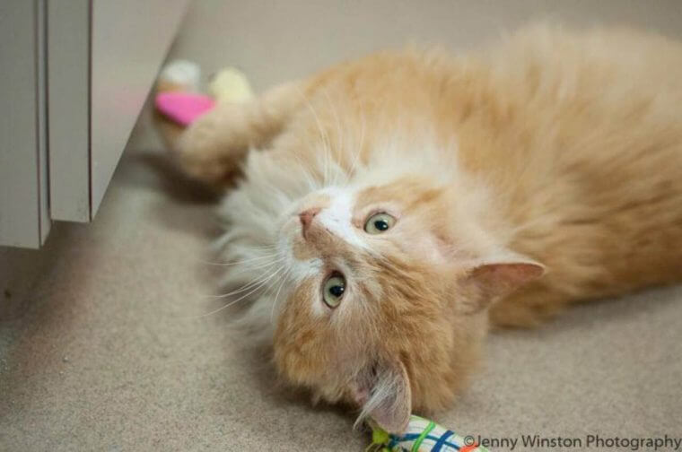 inspiringlife.pt - Após ser abandonado gato anda 20km até à sua família, mas foi abandonado de novo