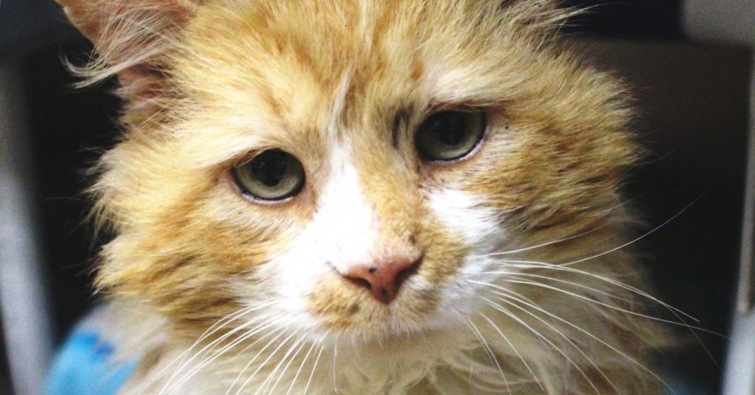 Após ser abandonado gato anda 20km até à sua família, mas foi abandonado de novo