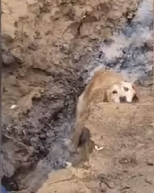 inspiringlife.pt - Cachorra geme para pedir ajuda depois de vários dias enterrado na lama