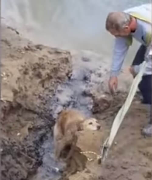 inspiringlife.pt - Cachorra geme para pedir ajuda depois de vários dias enterrado na lama