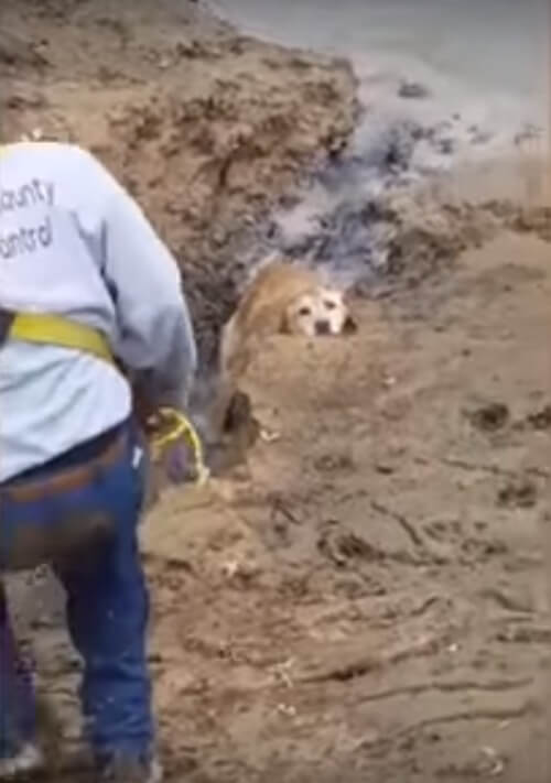 inspiringlife.pt - Cachorra geme para pedir ajuda depois de vários dias enterrado na lama