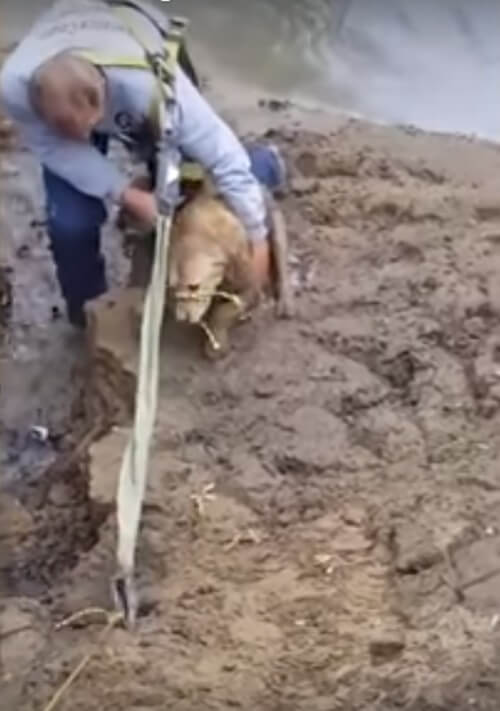 inspiringlife.pt - Cachorra geme para pedir ajuda depois de vários dias enterrado na lama