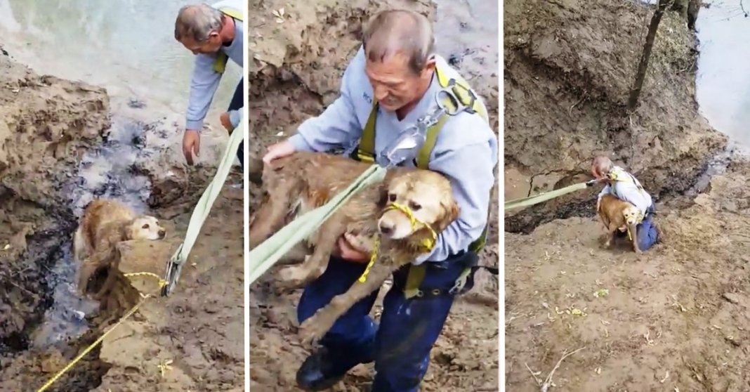 Cachorra geme para pedir ajuda depois de vários dias enterrado na lama