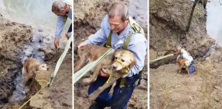 Cachorra geme para pedir ajuda depois de vários dias enterrado na lama