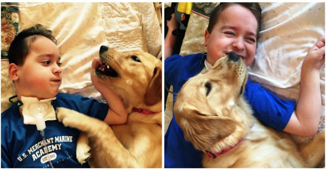 Criança com paralisia que já não sorria, até que chegou um cão e transformou a sua vida