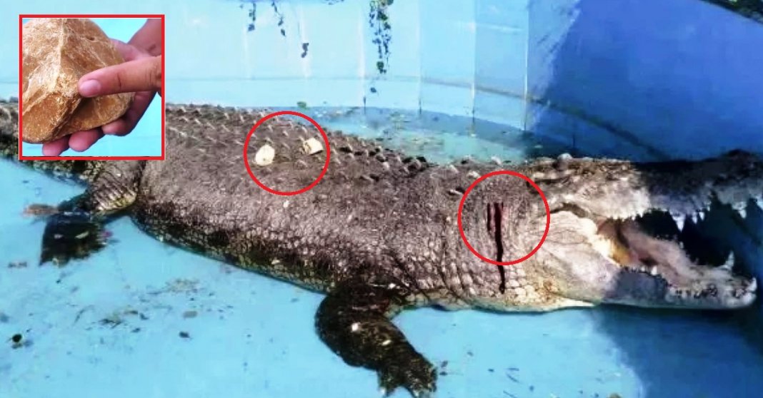Crocodilo fica ferido após visitantes de zoo atirarem pedras para saber se ele “era real”
