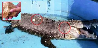 Crocodilo fica ferido após visitantes de zoo atirarem pedras para saber se ele “era real”