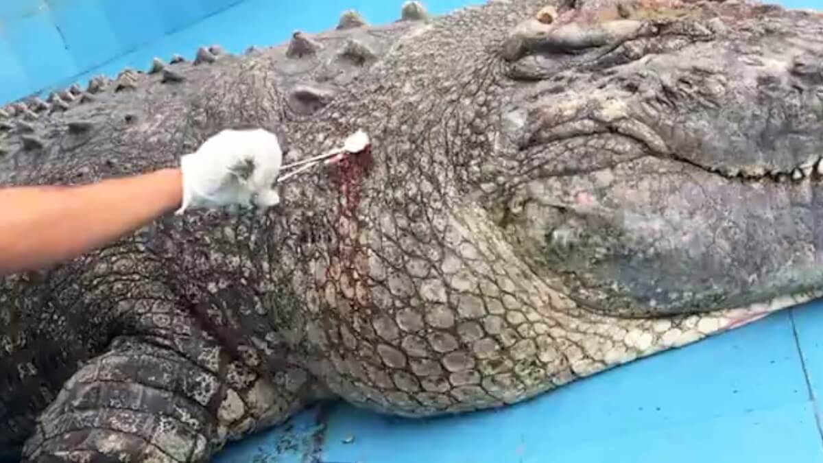 inspiringlife.pt - Crocodilo fica ferido após visitantes de zoo atirarem pedras para saber se ele "era real"