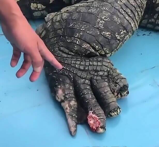 inspiringlife.pt - Crocodilo fica ferido após visitantes de zoo atirarem pedras para saber se ele "era real"