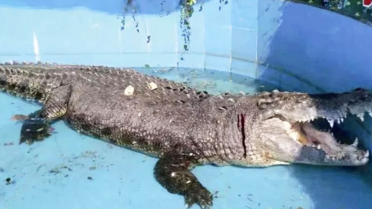 inspiringlife.pt - Crocodilo fica ferido após visitantes de zoo atirarem pedras para saber se ele "era real"