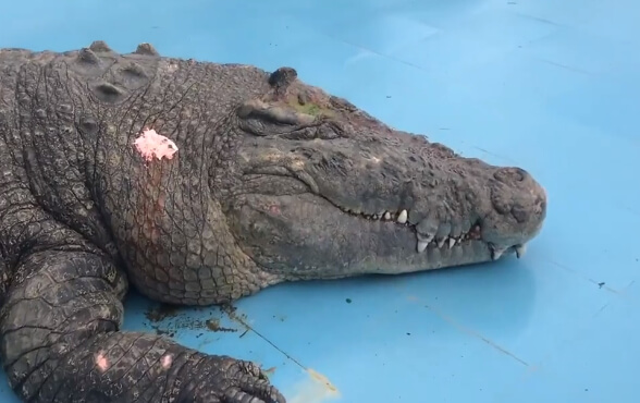 inspiringlife.pt - Crocodilo fica ferido após visitantes de zoo atirarem pedras para saber se ele "era real"