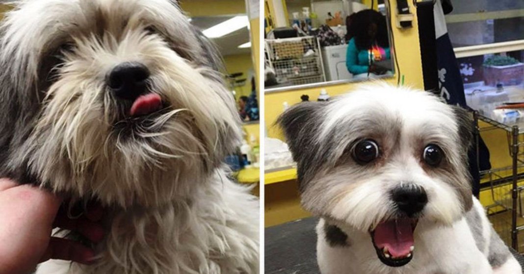 Homem muda o visual de cães de abrigo para ajudá-los a serem adotados