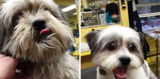 Homem muda o visual de cães de abrigo para ajudá-los a serem adotados