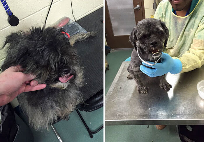 inspiringlife.pt - Homem muda o visual de cães de abrigo para ajudá-los a serem adotados
