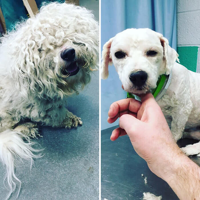 inspiringlife.pt - Homem muda o visual de cães de abrigo para ajudá-los a serem adotados