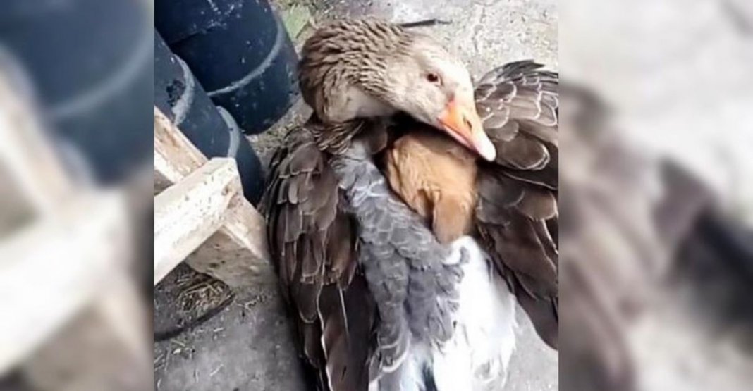 Pato aconchega cachorrinho depois de este ser abandonado pela sua mãe