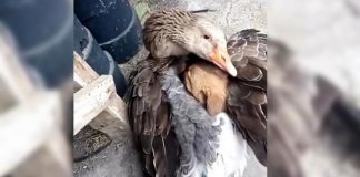 Pato aconchega cachorrinho depois de este ser abandonado pela sua mãe