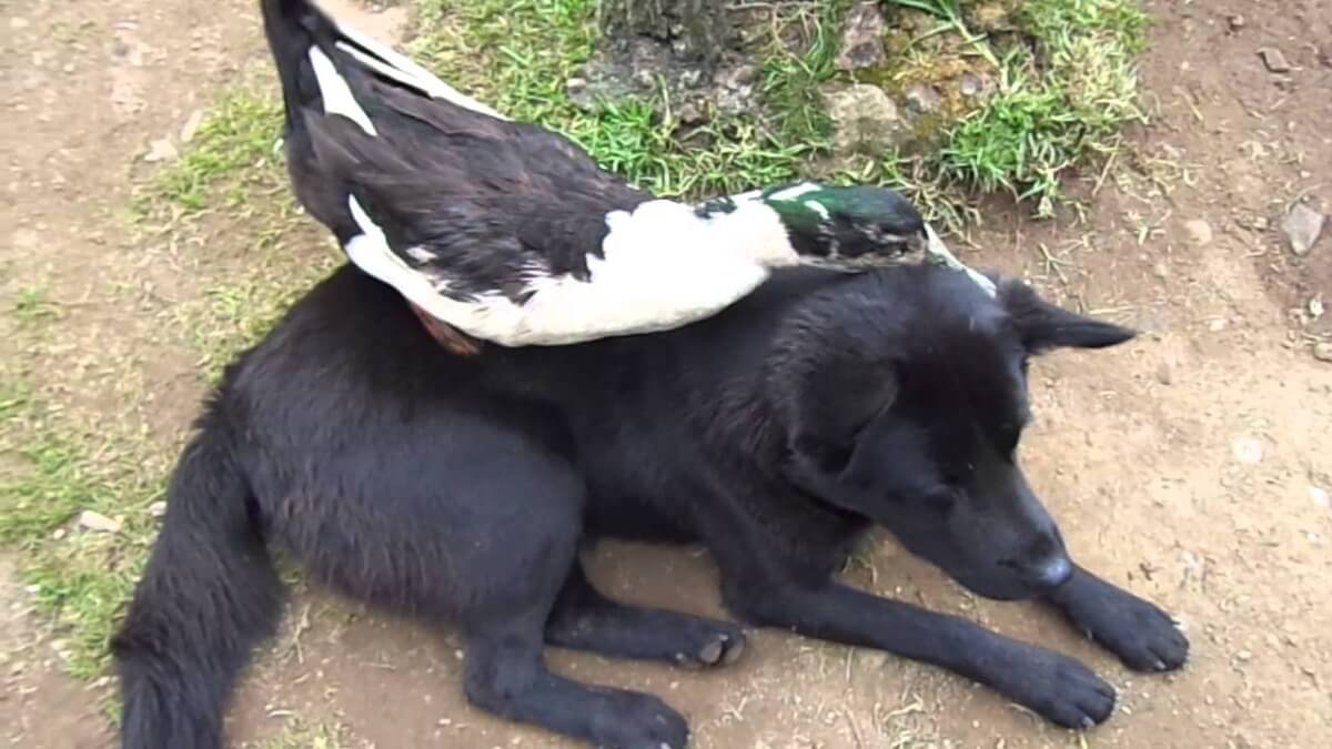 inspiringlife.pt - Pato aconchega cachorrinho depois de este ser abandonado pela sua mãe