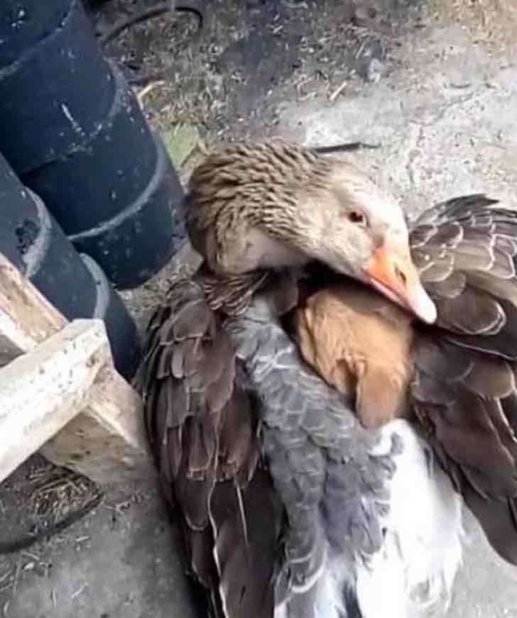 inspiringlife.pt - Pato aconchega cachorrinho depois de este ser abandonado pela sua mãe