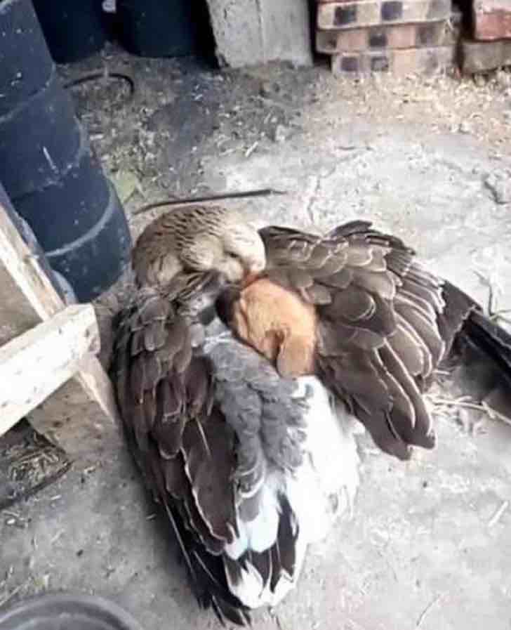 inspiringlife.pt - Pato aconchega cachorrinho depois de este ser abandonado pela sua mãe