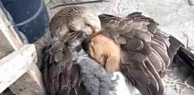 inspiringlife.pt - Pato aconchega cachorrinho depois de este ser abandonado pela sua mãe