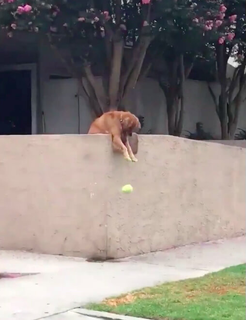 inspiringlife.pt - Riley, o cachorro que deixa cair a bola todos os dias para ter alguém para brincar