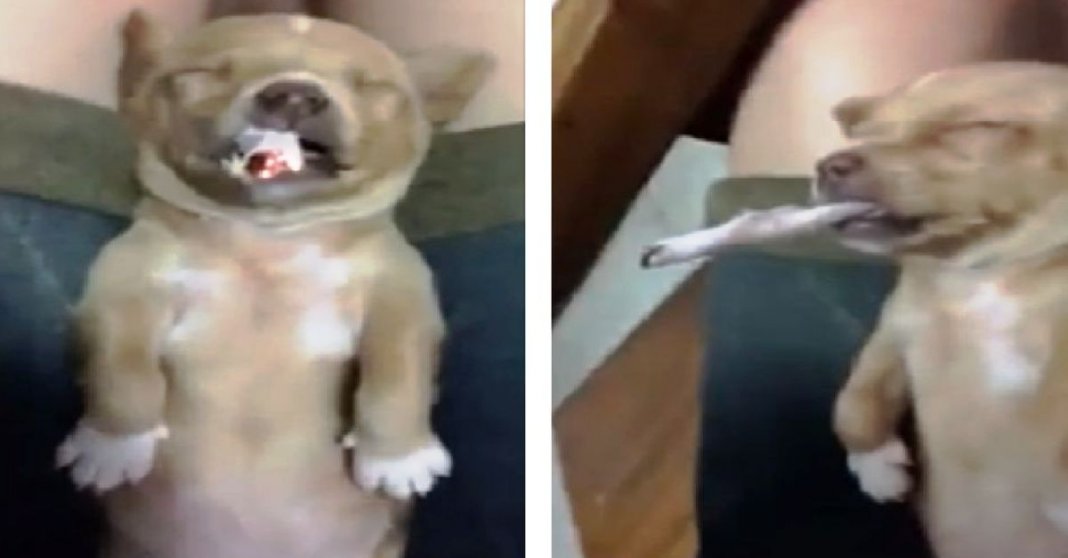 Vídeo de cachorro forçado a fumar um cigarro enfurece as redes sociais