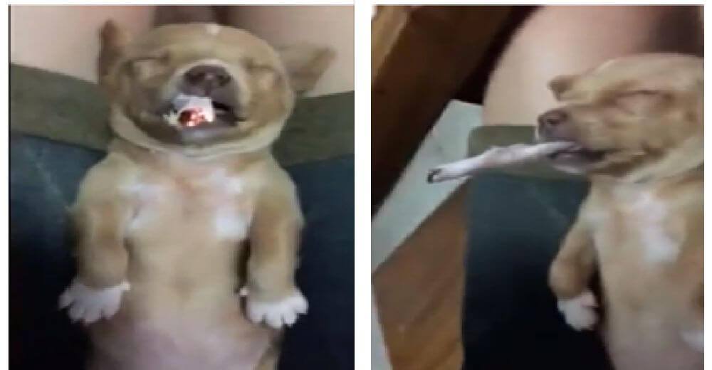 inspiringlife.pt - Vídeo de cachorro forçado a fumar um cigarro enfurece as redes sociais