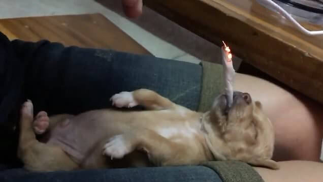 inspiringlife.pt - Vídeo de cachorro forçado a fumar um cigarro enfurece as redes sociais