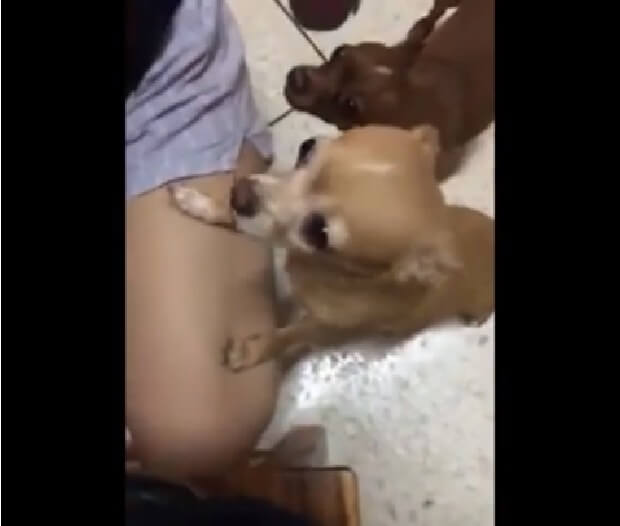 inspiringlife.pt - Vídeo de cachorro forçado a fumar um cigarro enfurece as redes sociais