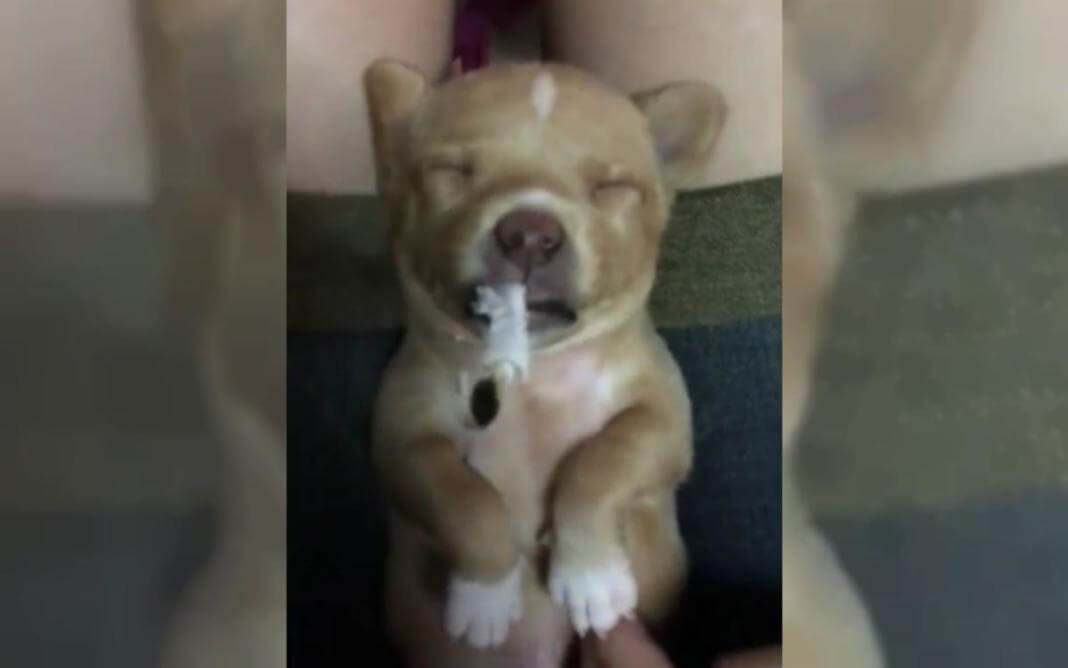 inspiringlife.pt - Vídeo de cachorro forçado a fumar um cigarro enfurece as redes sociais