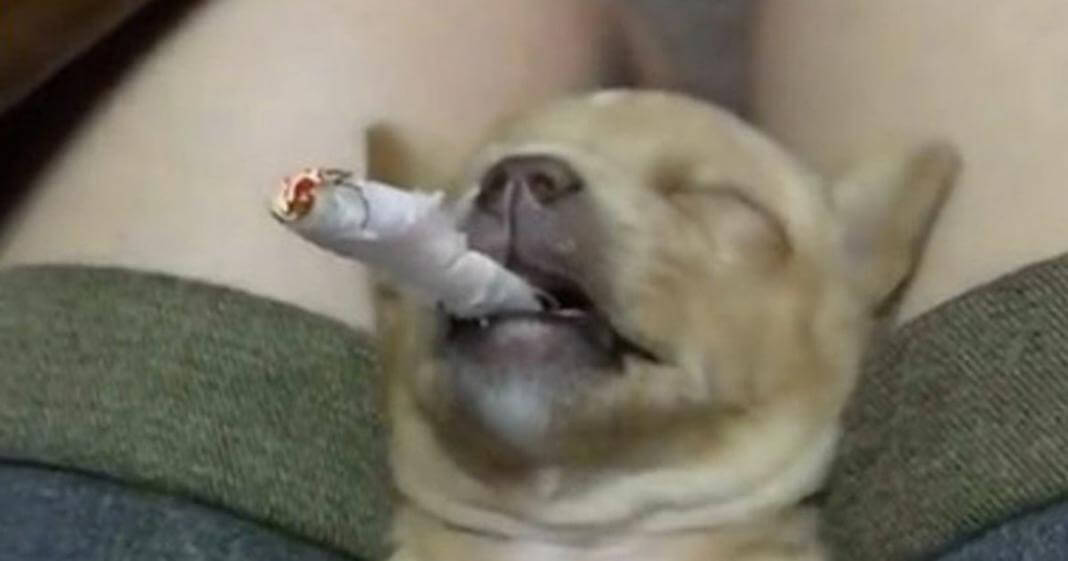 inspiringlife.pt - Vídeo de cachorro forçado a fumar um cigarro enfurece as redes sociais
