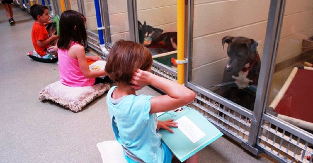 Crianças leem para cães que já sofreram de maus tratos