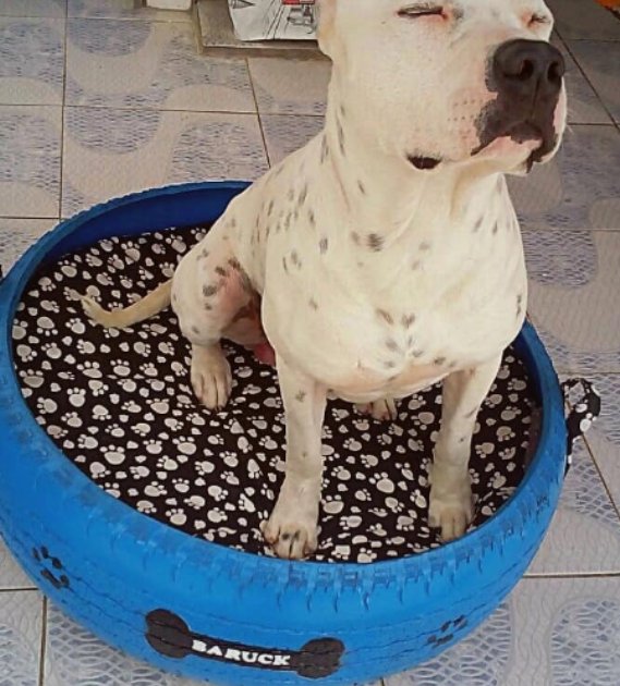 jovem-transforma-pneus-velhos-em-​​camas-confortaveis-para-animais-de-estimacao6