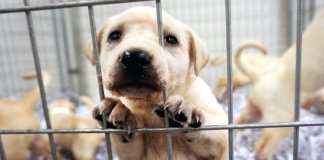 Nova lei exige que as lojas de animais vendam apenas animais resgatados de abrigos