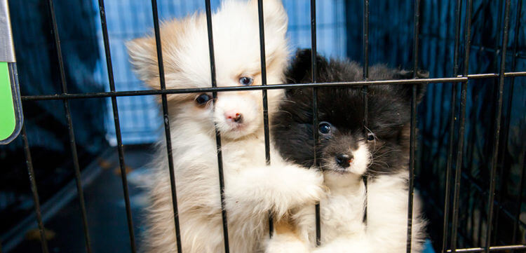 inspiringlife.pt - Nova lei exige que as lojas de animais vendam apenas animais resgatados de abrigos