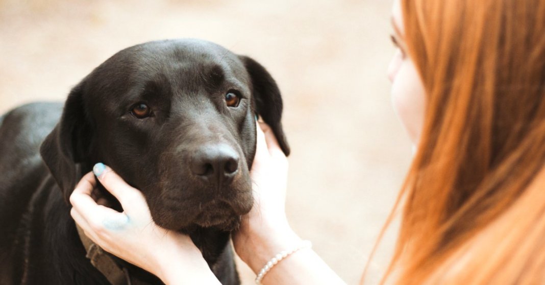 Quem tem um cachorro em sua vida tem um tesouro