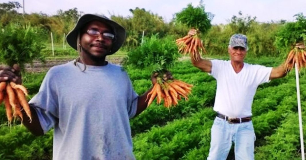 Fazenda que produz alimentos orgânicos contrata apenas moradores de rua