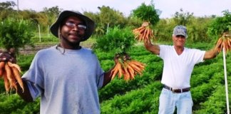 Fazenda que produz alimentos orgânicos contrata apenas moradores de rua