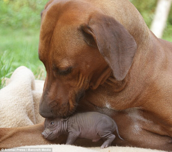 inspiringlife.pt - Porquinho órfão quase perde a vida mas cachorra salva-lhe a vida amamentando-o