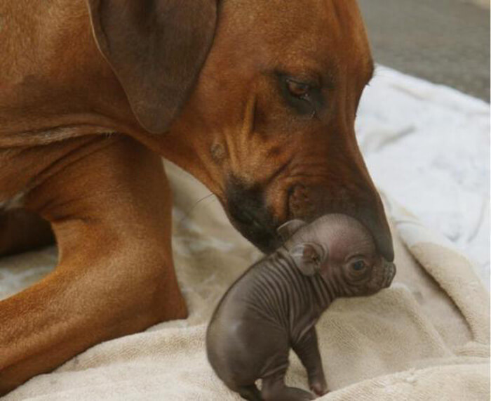 inspiringlife.pt - Porquinho órfão quase perde a vida mas cachorra salva-lhe a vida amamentando-o