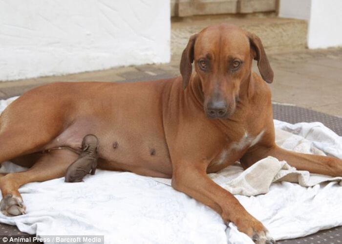 inspiringlife.pt - Porquinho órfão quase perde a vida mas cachorra salva-lhe a vida amamentando-o